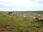 Fazenda pecuária 1105 hectares canarana-mt