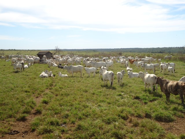 Foto 1 - Fazenda pecuária 1105 hectares canarana-mt
